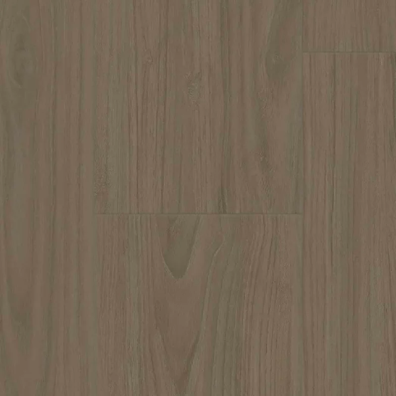 Lacebark Elm Wheat 270293004